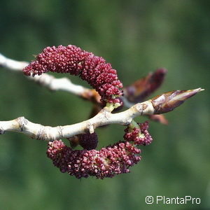 Populus nigra'Italica'