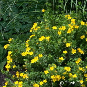 Potentilla fruticosa'Elizabeth'