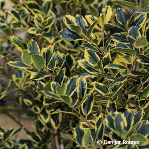 Ilex aquifolium'Golden van Tol'