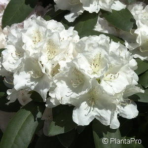 Rhododendron (Yakushimanum-Gruppe)'Silberwolke'