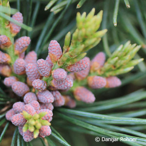 Pinus parviflora'Negishi'