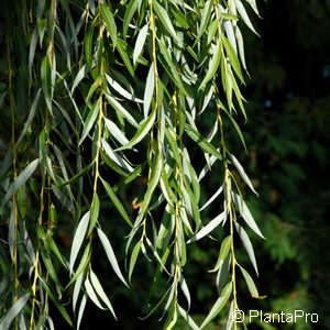 Salix sepulcralis (x)'Chrysocoma'