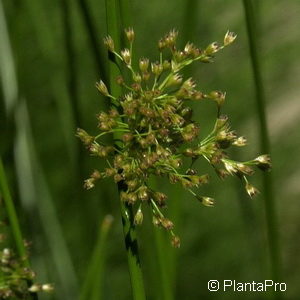 Juncus effesus