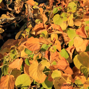 Hydrangea anomalassp. petiolaris