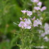 Veronica cantiana (x)'Kentish Pink'