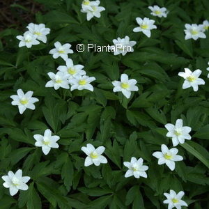 Anemone nemorosa