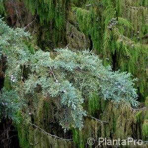 Cupressus arizonica'Glauca'