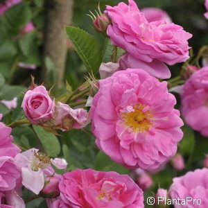 Wildrose Rosa centifolia'Cristata'