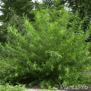 Salix viminalis'Stämmchen'
