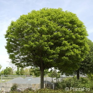 Robinia pseudoacacia'Umbraculifera'