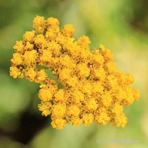 Achillea filipendulina'Coronation Gold'