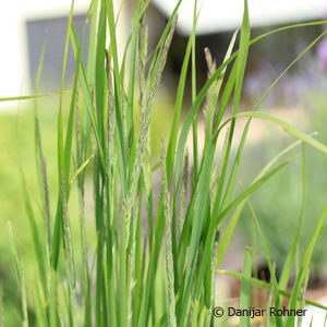 Calamagrostis acutiflora (x)'Karl Foerster'