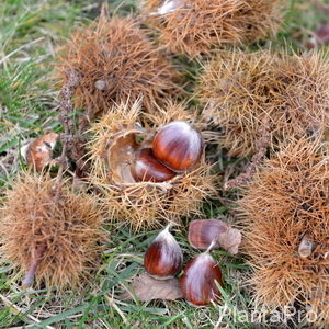 Castanea sativaVeredelung