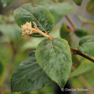 Viburnum carlcephalum (x)