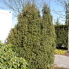 Taxus baccata'Overeynderi'