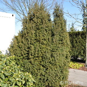 Taxus baccata'Overeynderi'