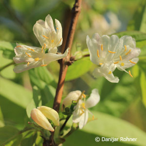 Lonicera purpusii (x)