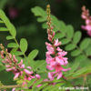 Indigofera heterantha