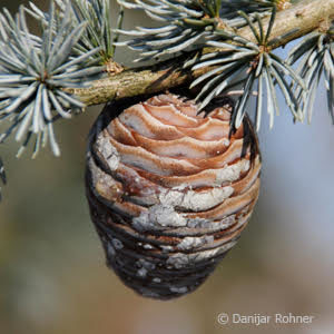 Cedrus libani'Glauca'