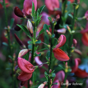 Cytisus praecox (x)'Hollandia'