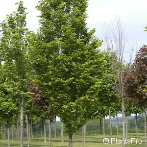 Carpinus betulus'Fastigiata'