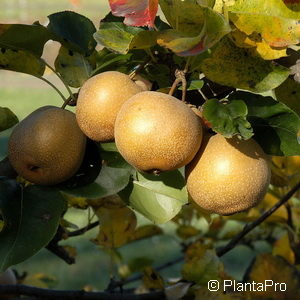 Pyrus (Nashi)'Chojuro'