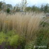 Calamagrostis acutiflora (x)'Karl Foerster'