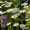 Leucanthemum vulgare