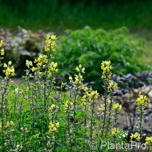 Thermopsis chinensis