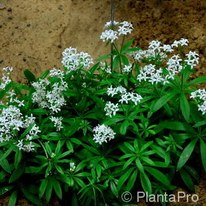 Galium odoratum