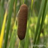 Typha angustifolia