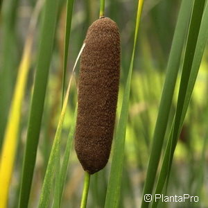 Typha angustifolia