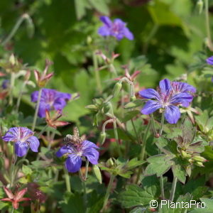 Geranium wlassovianum