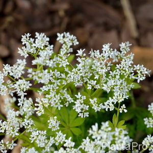 Galium odoratum