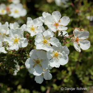 Potentilla fruticosa'Abbottswood'