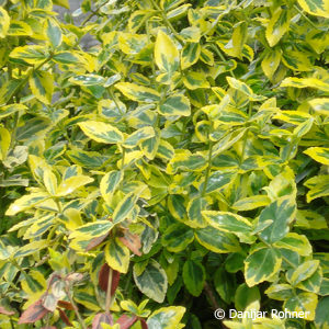 Euonymus fortunei'Emerald Gold'