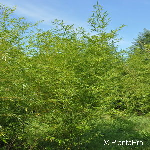 Phyllostachys bissetii