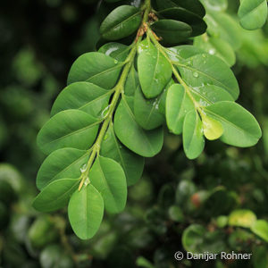 Buxus sempervirens'Rotundifolia'