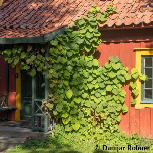 Aristolochia durior