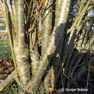 Caragana arborescens