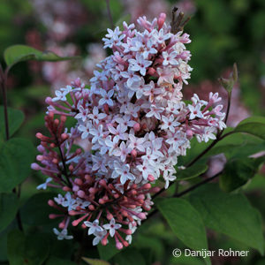 Syringa microphylla'Superba'