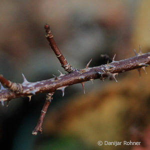 Wildrose Rosa hugonis