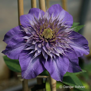 Clematis'Multi Blue' blau gefüllt