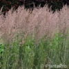 Calamagrostis acutiflora (x)'Overdam'