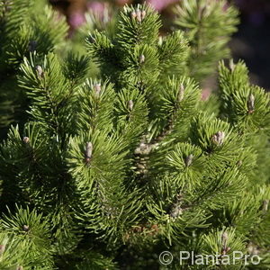 Pinus mugovar. mughus