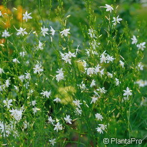 Anthericum ramosum