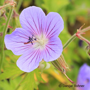 Geranium (Pratense-Hyb.)'Johnson's Blue'