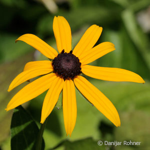 Rudbeckia fulgida'Goldsturm'