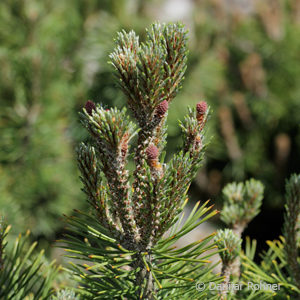 Pinus mugo'Mops'
