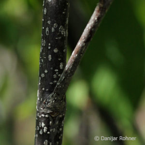 Frangula alnus